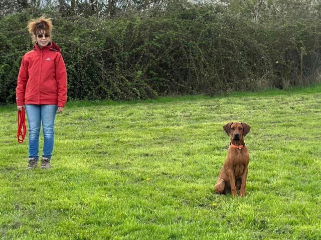 Uma, jeune Rhodesian Ridgeback de 4 mois en cours d'éducation ce samedi 23 mars 2024
