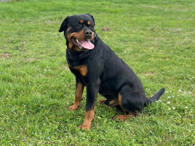 On vous présente Syrius, Rottweiler de 3 ans en cours individuel ce samedi 16 mars 2024 avec Jérôme