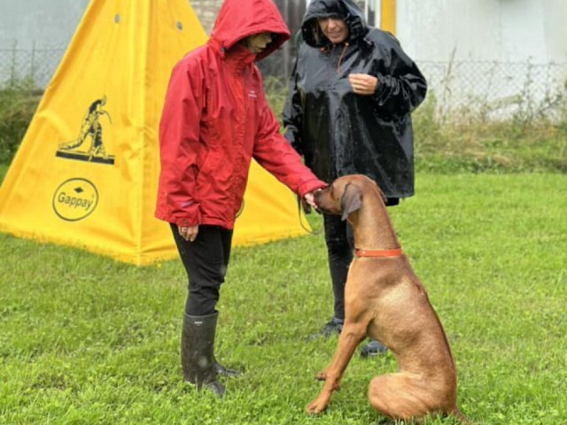 Samedi 22 juin 2024 pour les cours d'éducations et d'obéissances 